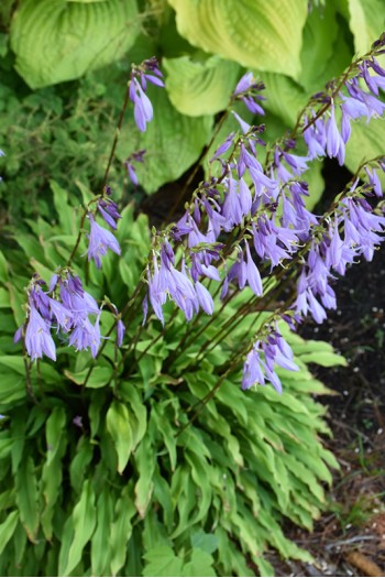 Хоста Паті Стрімерс|Hosta ’Party Streamers’|Хоста Пати Стримерс